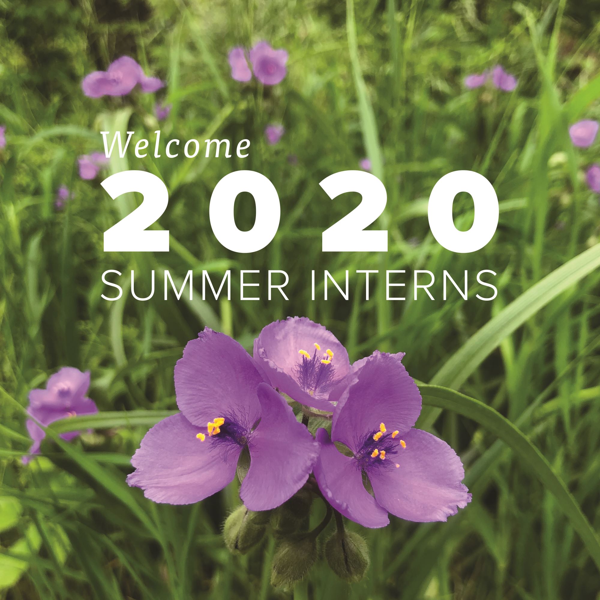 Meet INHF's 2020 Summer Interns