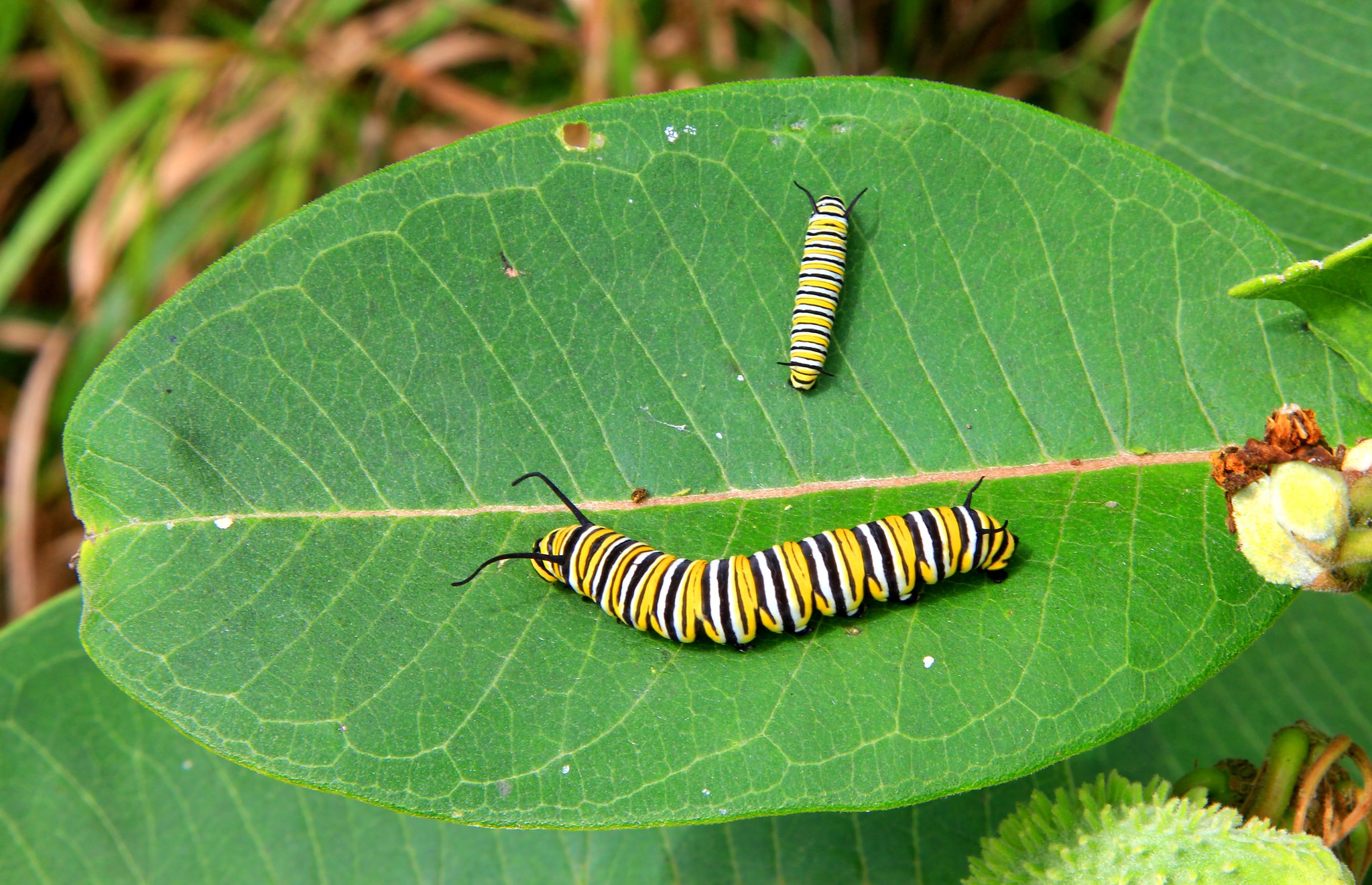 Two monarch caterpillar instars on a milkweed leaf. Photo by Larry Reis