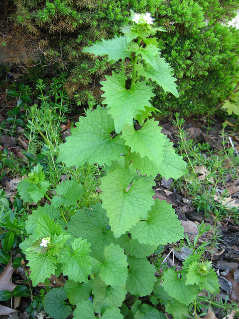 garlicmustard