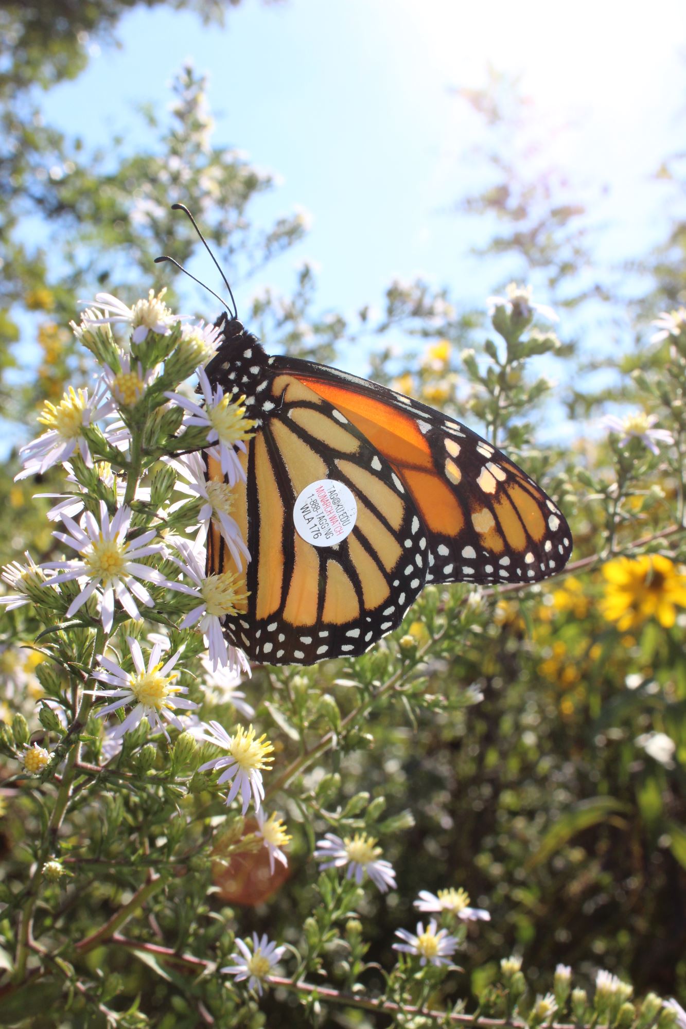 A monarch butterfly with tracking tag