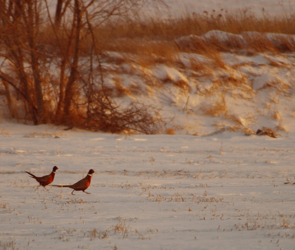 Pheasants run for shelter as the sun sets. (Photo by Bob Lancaster)