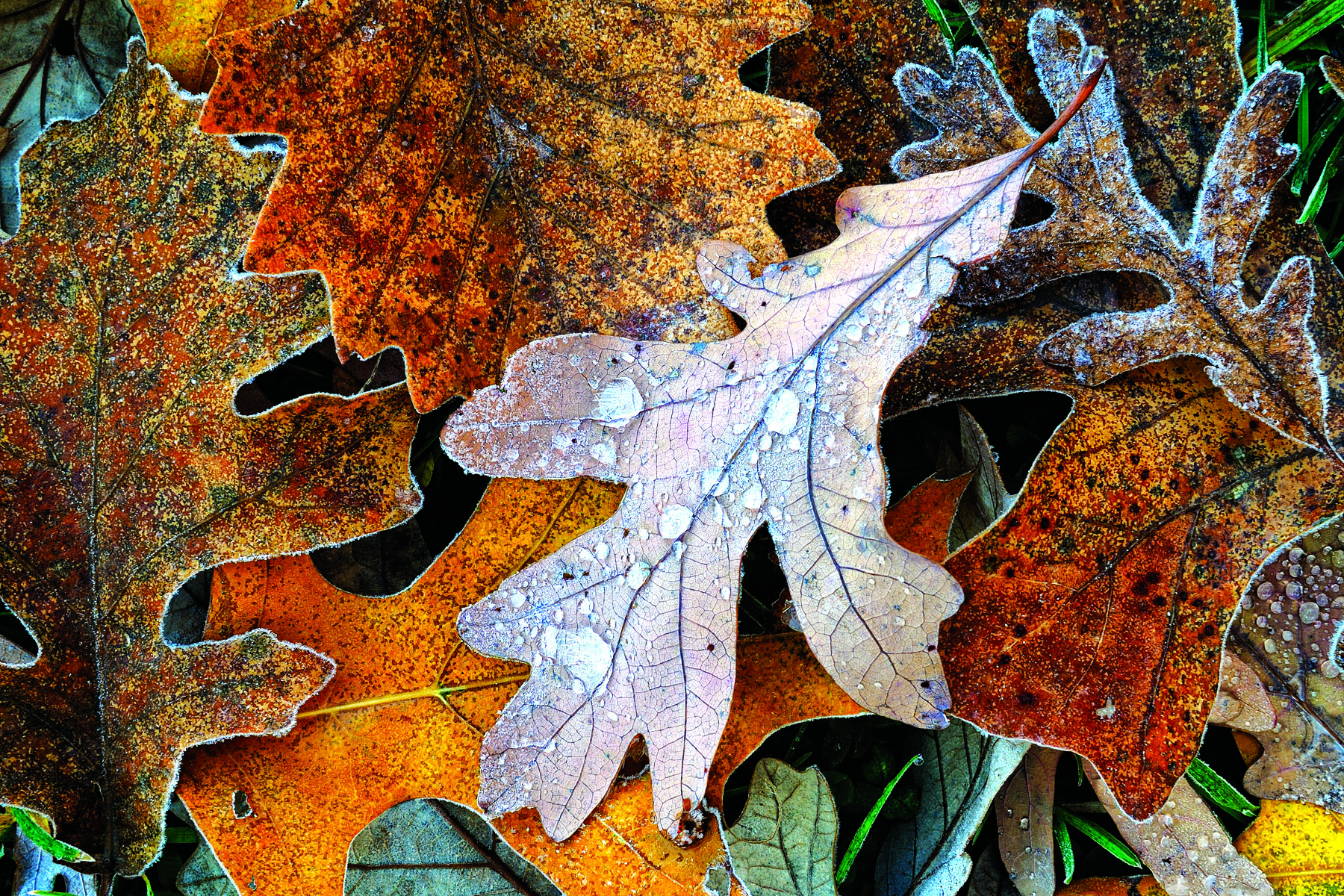 Oak Leaves ...  Fall