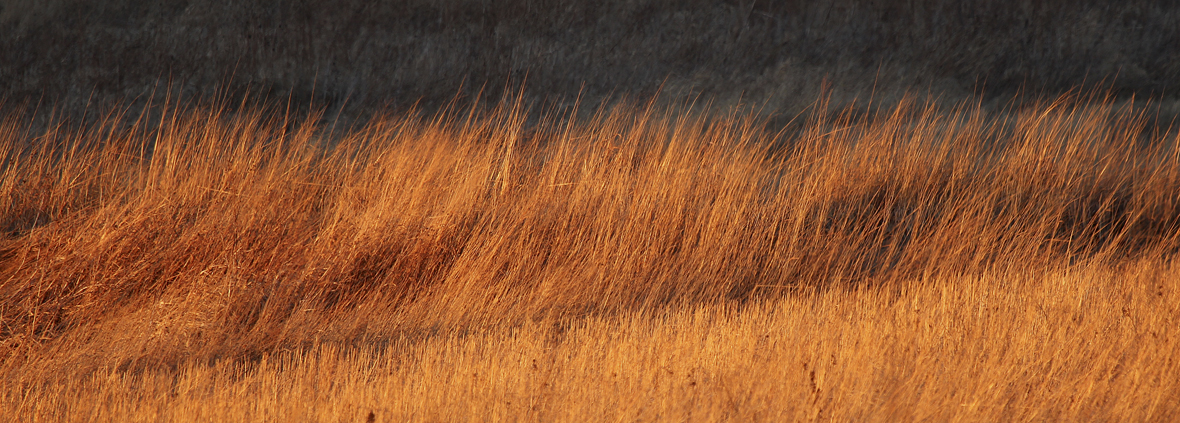 Light just before sunset light has a golden hue.  It is soft, may have a reddish cast and because of its low angle causes deepening shadows to form across the land.  Here a stand of big bluestem and Indian grass accent mid-winter prairie.