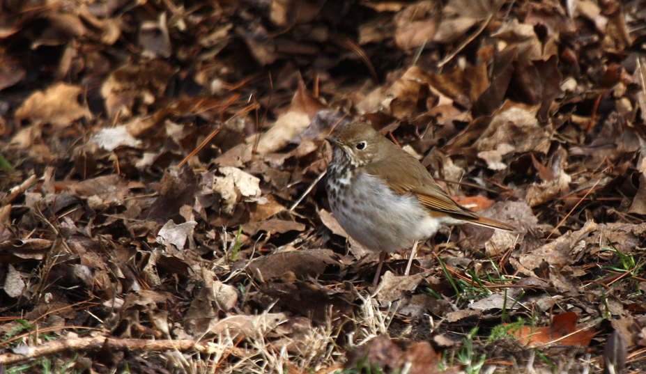From a distance it may be difficult to distinguish a buff-brown Hermit Thrush from the fallen leaves in an un-raked lawn or a woodland as it searches in the litter for insects. We see them in early spring as they head for nesting areas in northern forests. They are smaller cousins to the American robin, which are also thrushes. Hermit thrushes have reddish tails and spotted breasts.