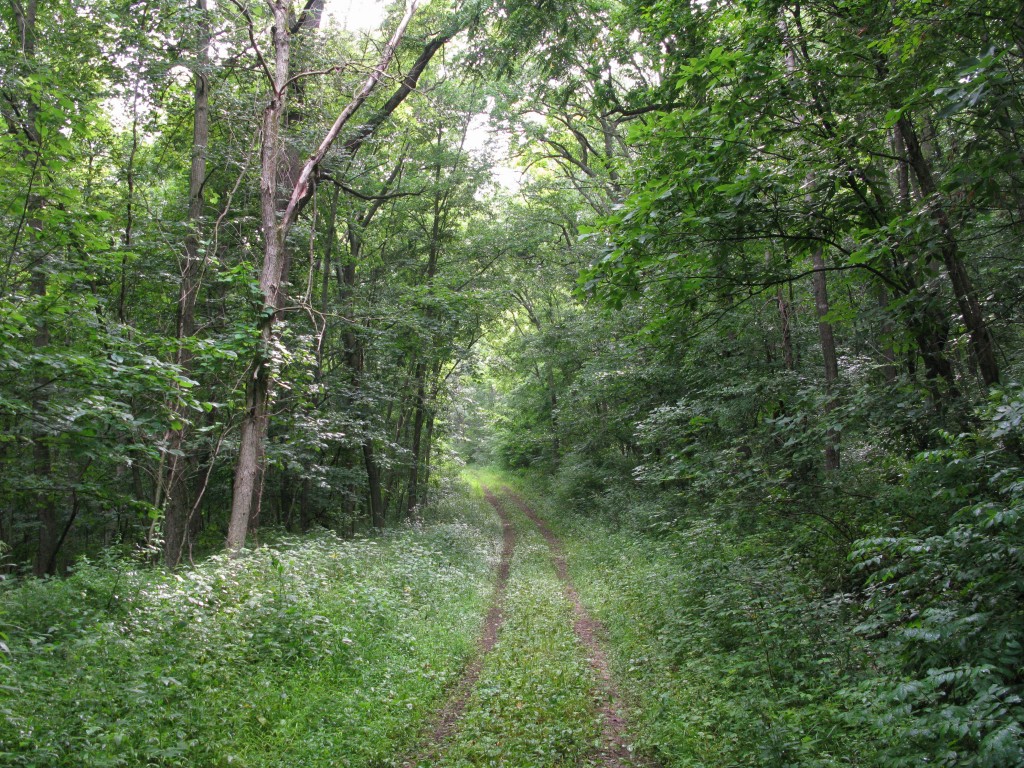 INHF's Brian Fankhauser will lead a hike here at Heritage Valley on Sunday, May 31.