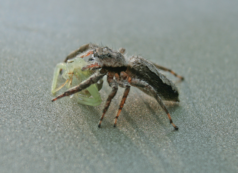 July 15 Jumping Spider
