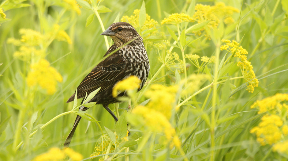 For grassland birds, a habitat with a diverse array of flowers is extremely important. This type of habitat attracts numerous insects, which are an important source of protein critical for the growth and development of young birds during the nesting season.  Here we see a female red-winged blackbird in a prairie covered by Golden Alexander.  Its likely that its woven nest is attached to a sturdy flower stalk such as a compass plant.  