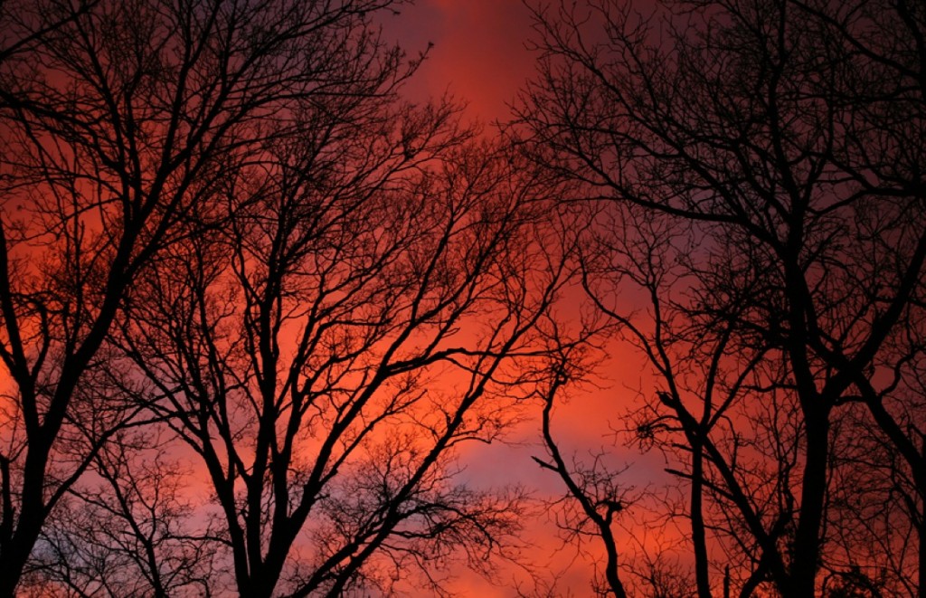 Leafless Trees at Sunset
