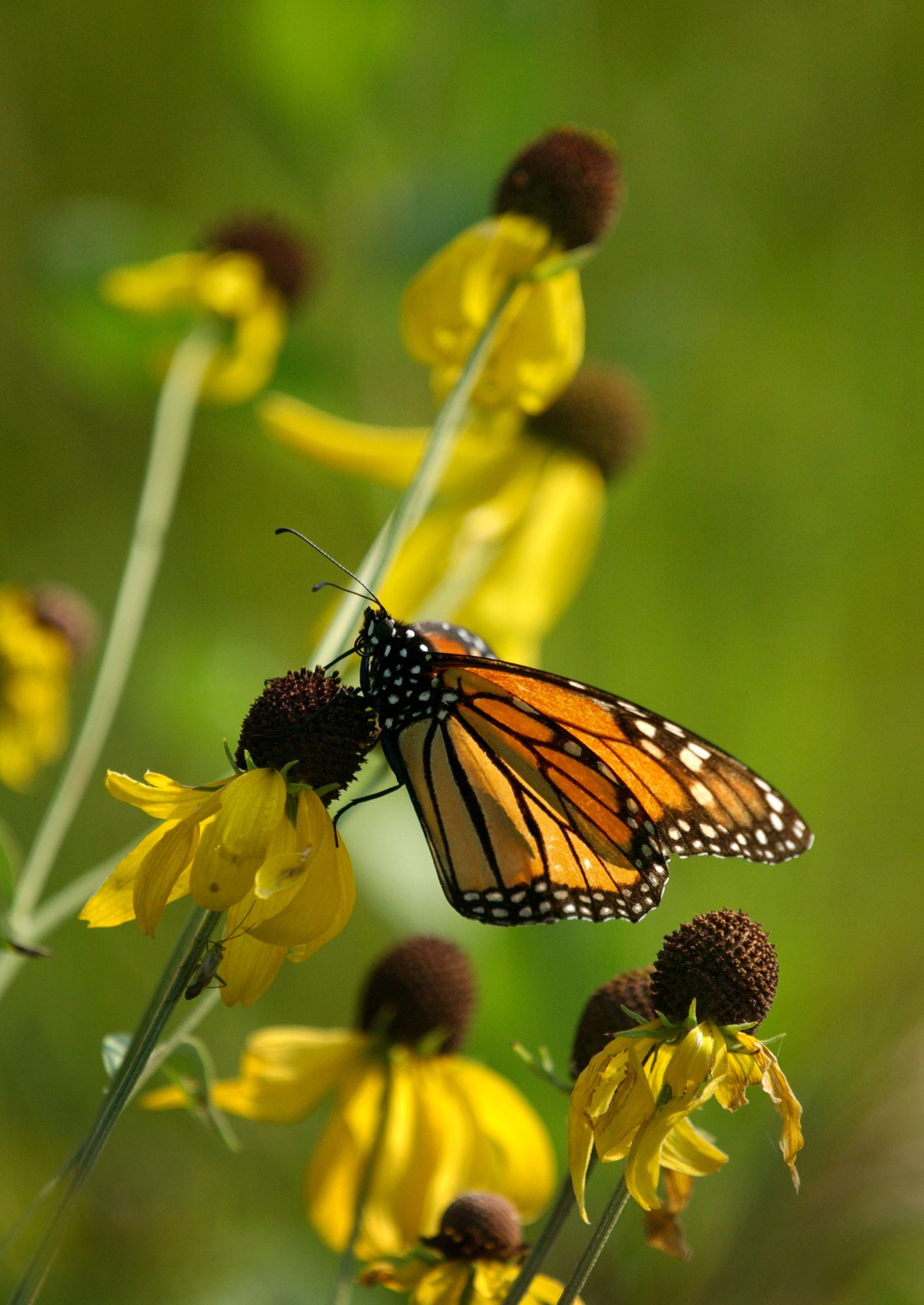 Monarch on a gray headed cone flower