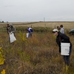 Prairie Seed Harvest 7