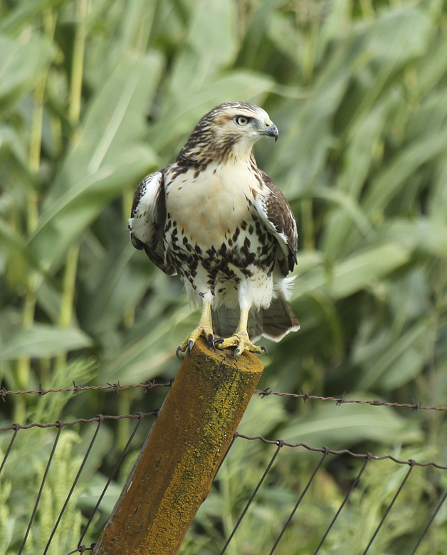Juvenile red-tailed hawks lack the wariness of mature adult birds.  They are more tolerant of humans and less wary of potential danger.  They lack many of the skills needed to survive and their first year will be the most difficult. 