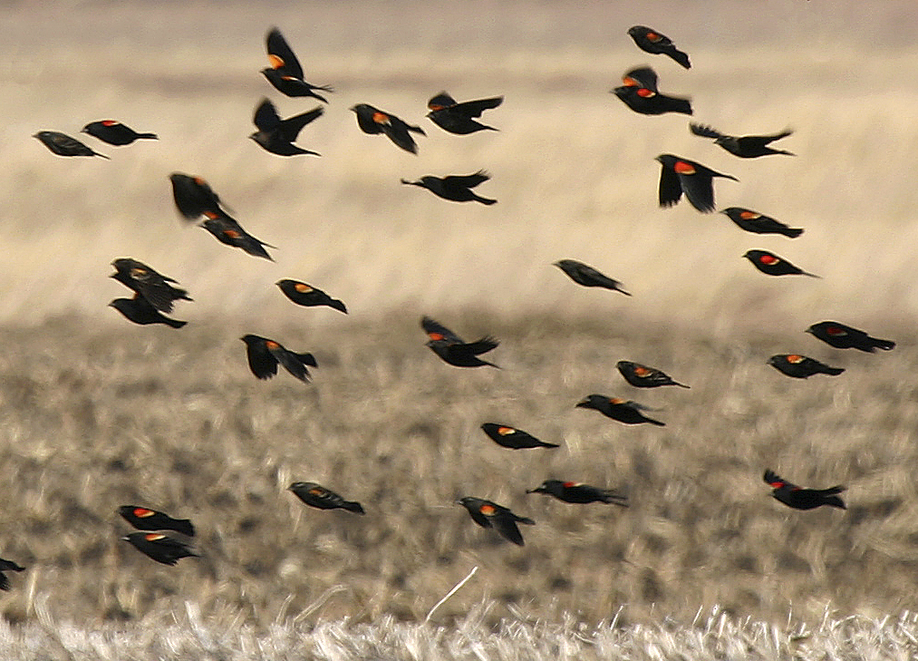 Red-winged Blackbirds near Colo bogs