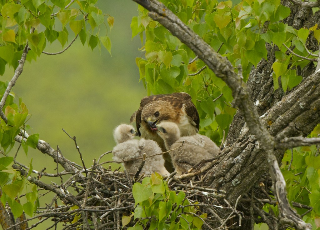Redtail_Nest04-small