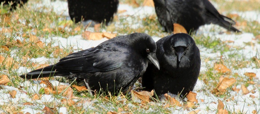 Thanksgiving Crows