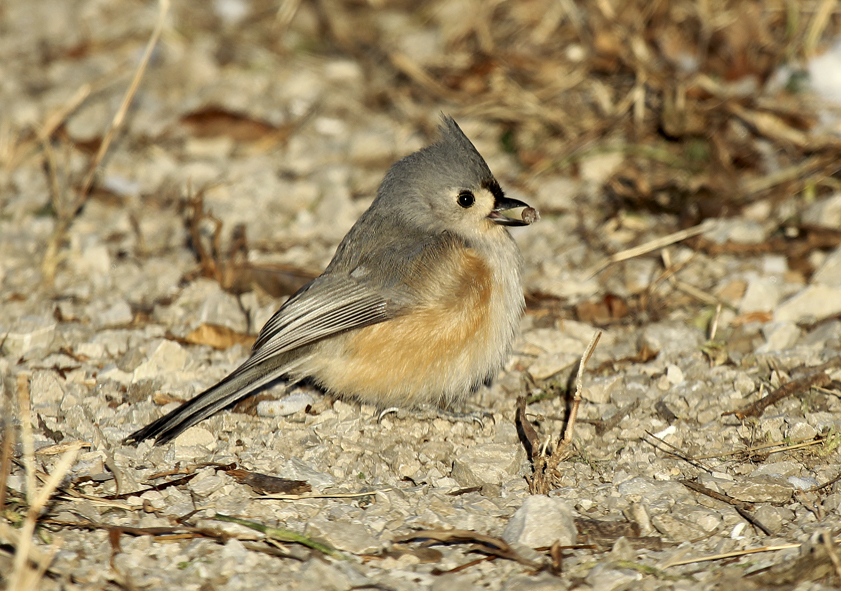 “The Tufted Titmouse is a little gray bird with black-button eyes which is found in the eastern US. They are closely related to chickadees, both being woodland residents, cavity nesters and as birds go very active. Both species may be found foraging along with woodpeckers, juncos and various members of the sparrow family during the winter months. In spring and summer their primary food source is insects and their larvae while in fall and winter it is mainly seeds, nuts, and wild fruits.” – Carl Kurtz