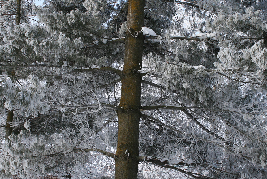 The approximate age of a conifer, such as this white pine, can be   determined by counting the number of whorls of branches from its base   to its crown.  In good growth years the spaces between the branch   whorls will be larger than in years of drought.  We have all seen the   rings recorded in a cross-section of a tree trunk.  A pencil-like core   can also be extracted with a coring tool and growth rings can be   analyzed without damaging the tree.