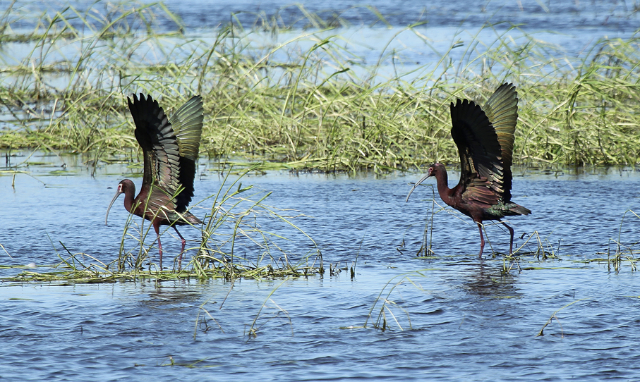 White-faced glossy ibis