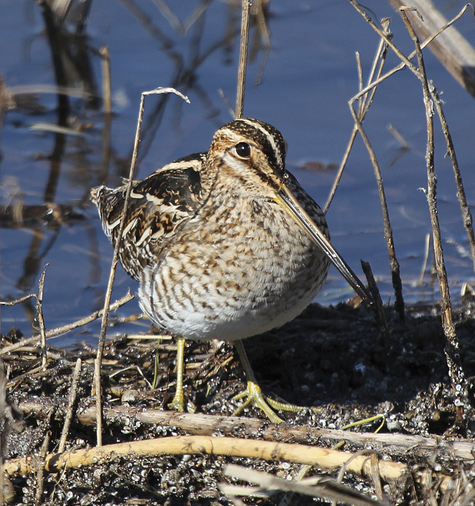 Snipe one—Snipe two—Snipe three.  If that sounds like a game, it is what often happens when you are walking in a wet grassy meadow and flush a Wilson's snipe.  They are commonly found in small groups of half a dozen or more birds and may flush all at once or one at a time flying just a short distance, then dropping like a rock out of sight into dense vegetation.  Watch for them probing the muddy shorelines of lake and stream edges with their long pencil-like bill for insect larvae or earthworms.  