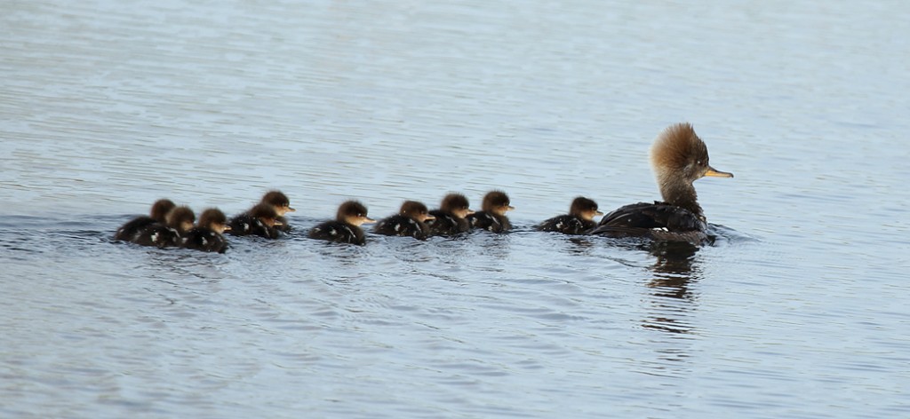 "If you are a Hooded Merganser hen with a brood of ducklings you have a fulltime job keeping them in line.  Like wood ducks they are tree cavity nesters, and readily use wood duck houses on small ponds, streams or rivers.  This group of ten is likely only a few days old; yet can easily keep up with their mother." --- Carl Kurtz
