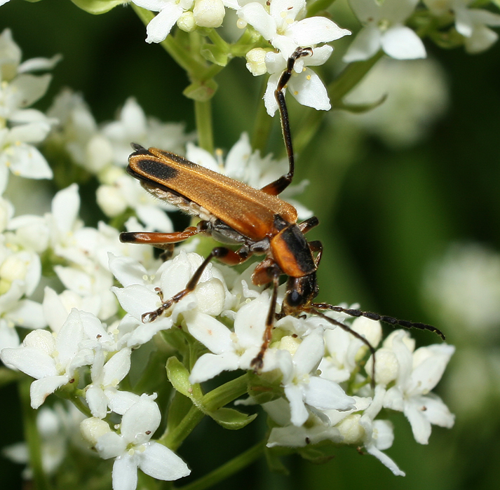 All Rights Reserved Soldier Beetles