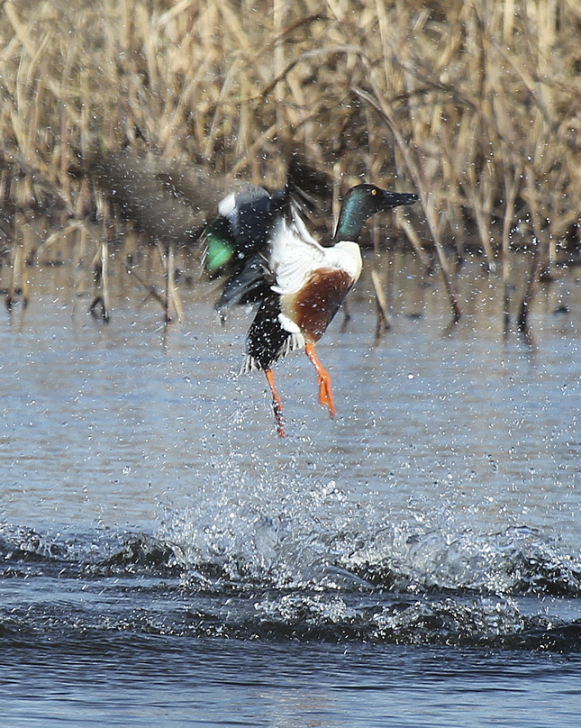 “The Northern Shoveler is in the dabbling duck family with the mallard, blue-winged and green-winged teal.  Like the mallard, they have a green head, but have brown sides, a white breast and an oversized bill. As with other dabbling ducks, they feed on the surface or just below the surface of the water by tipping up. Their abrupt take-offs can create a dramatic disturbance as they launch directly up and out of the water.” – Carl Kurtz