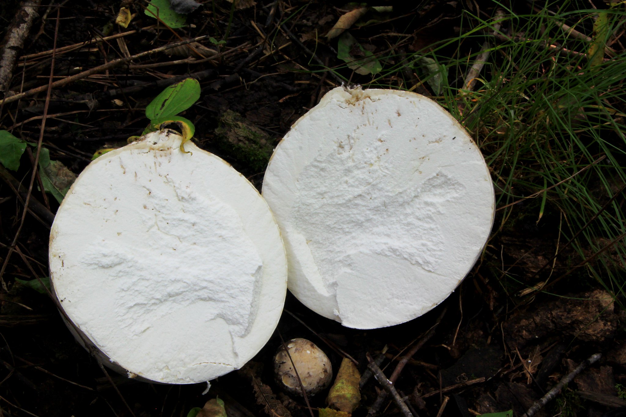 Puffball mushroom, Larry Reis