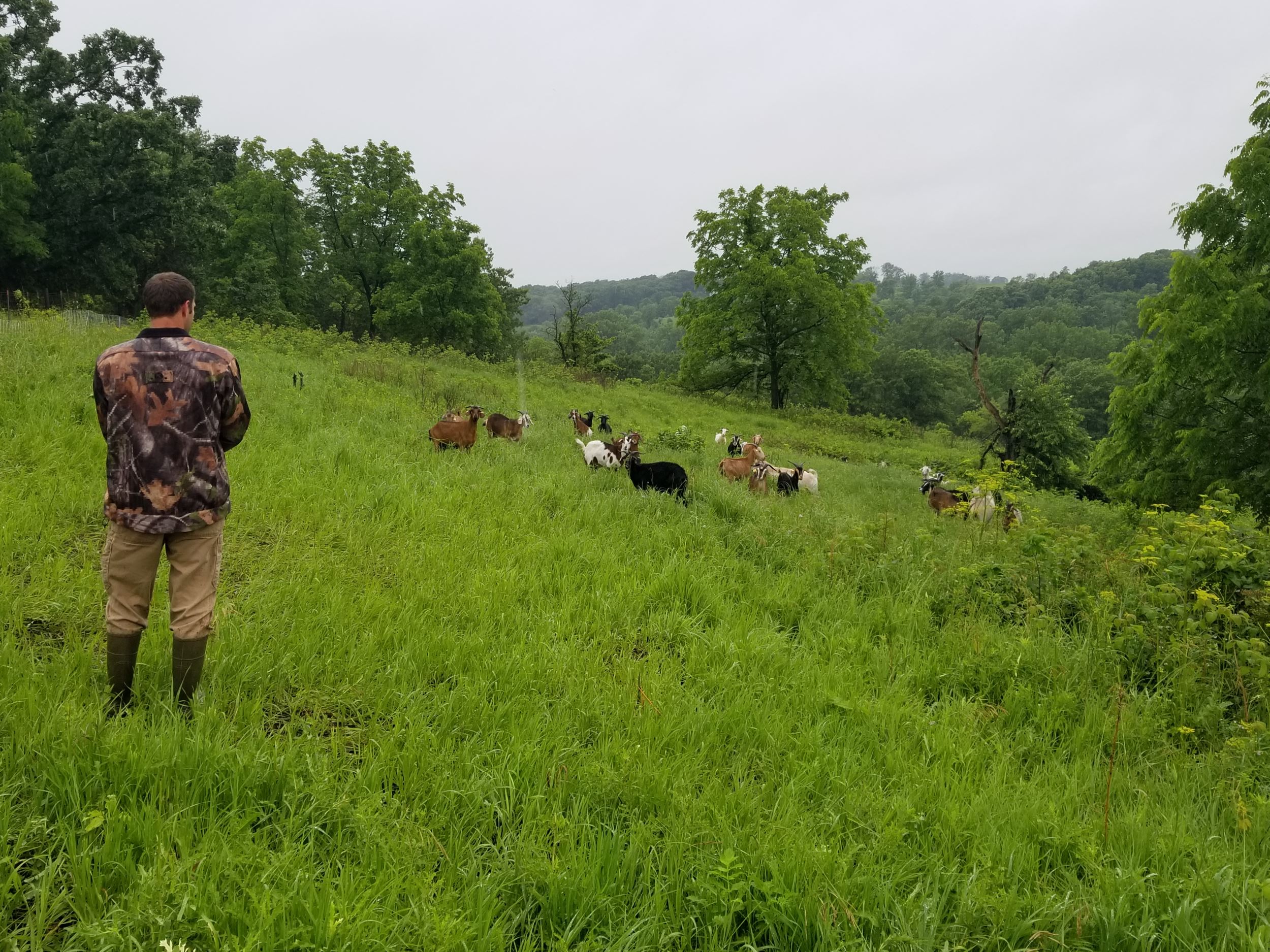 Adam with part of the herd