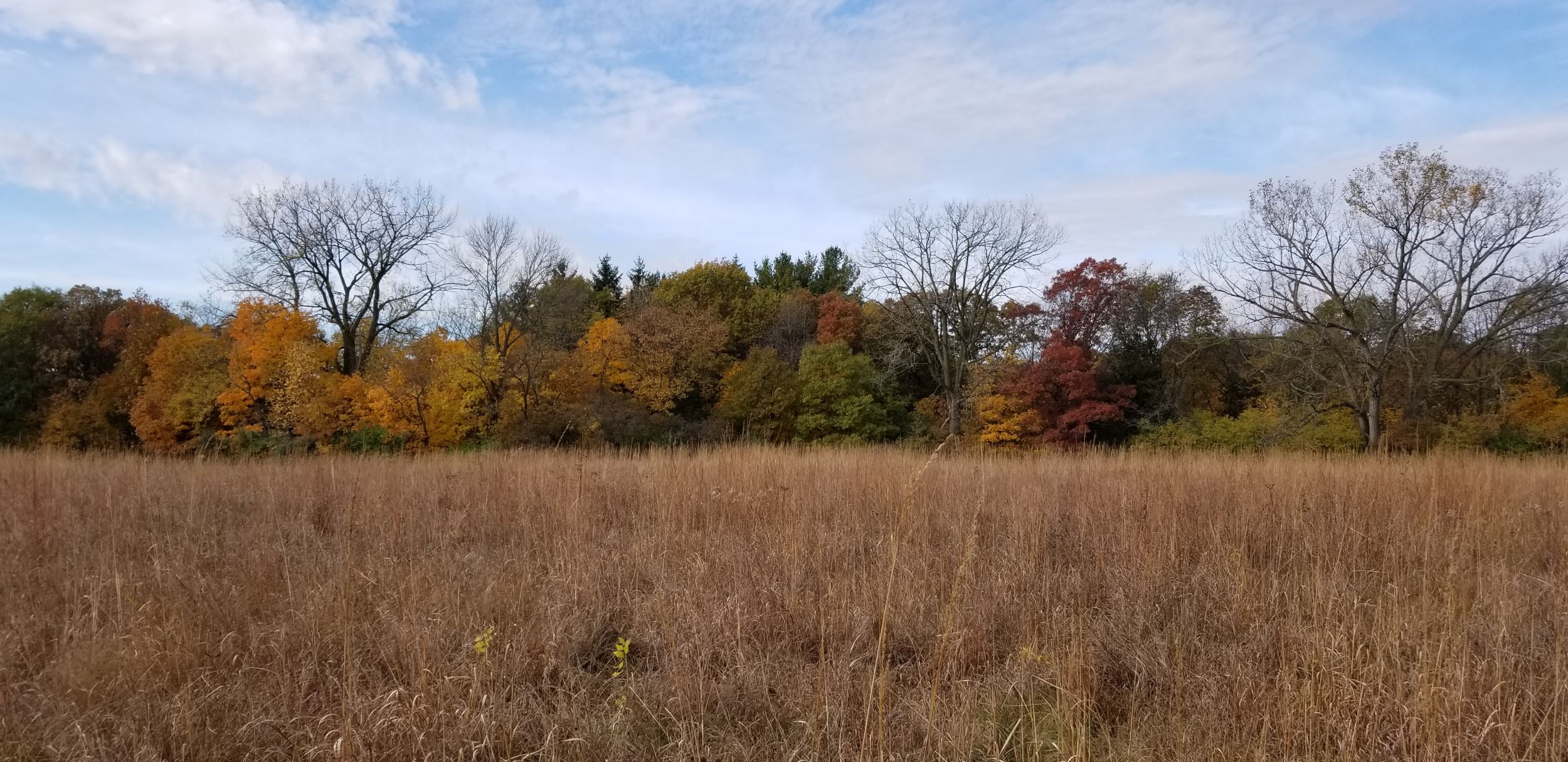 Golden Prairie