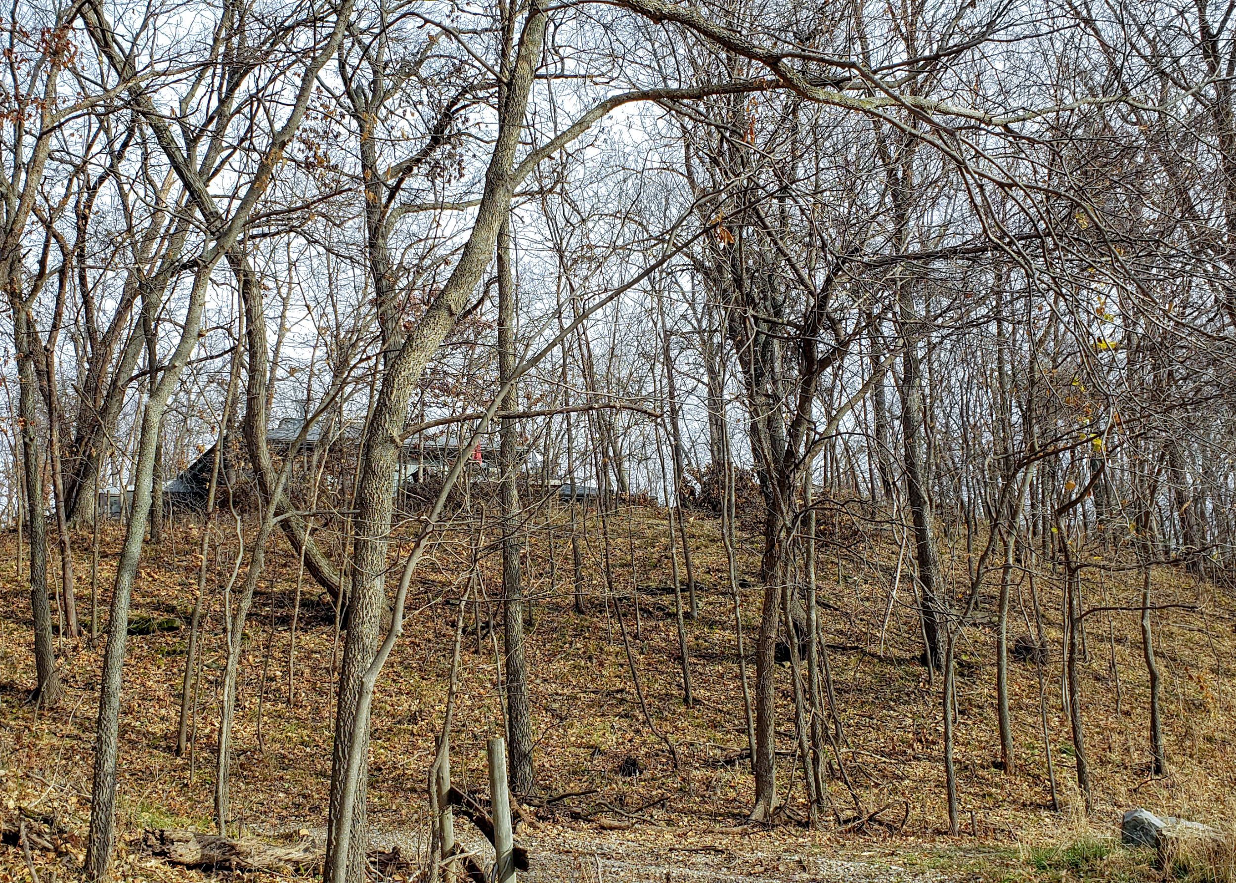 Ferguson Forest
