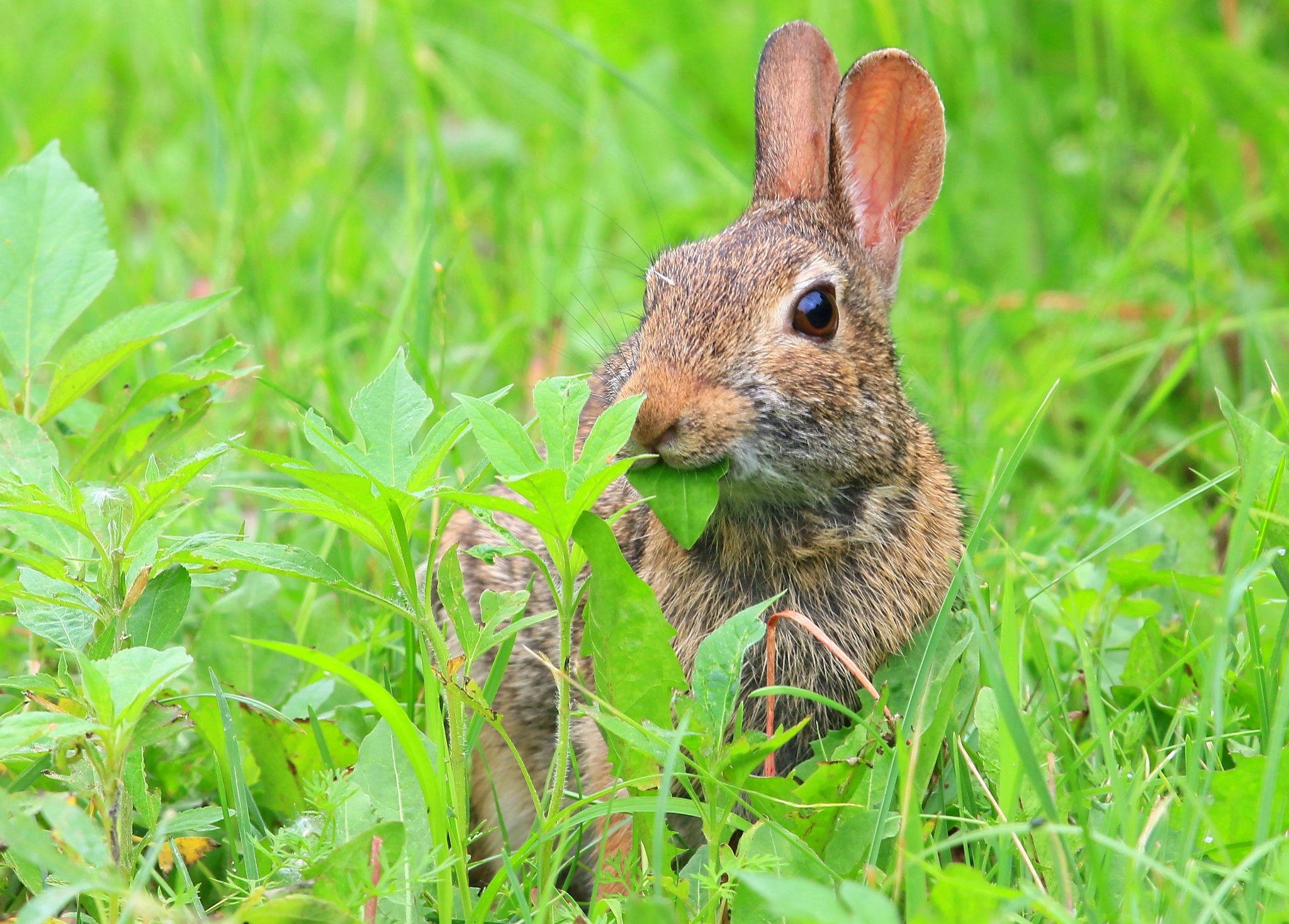 rabbit_Larry Reis