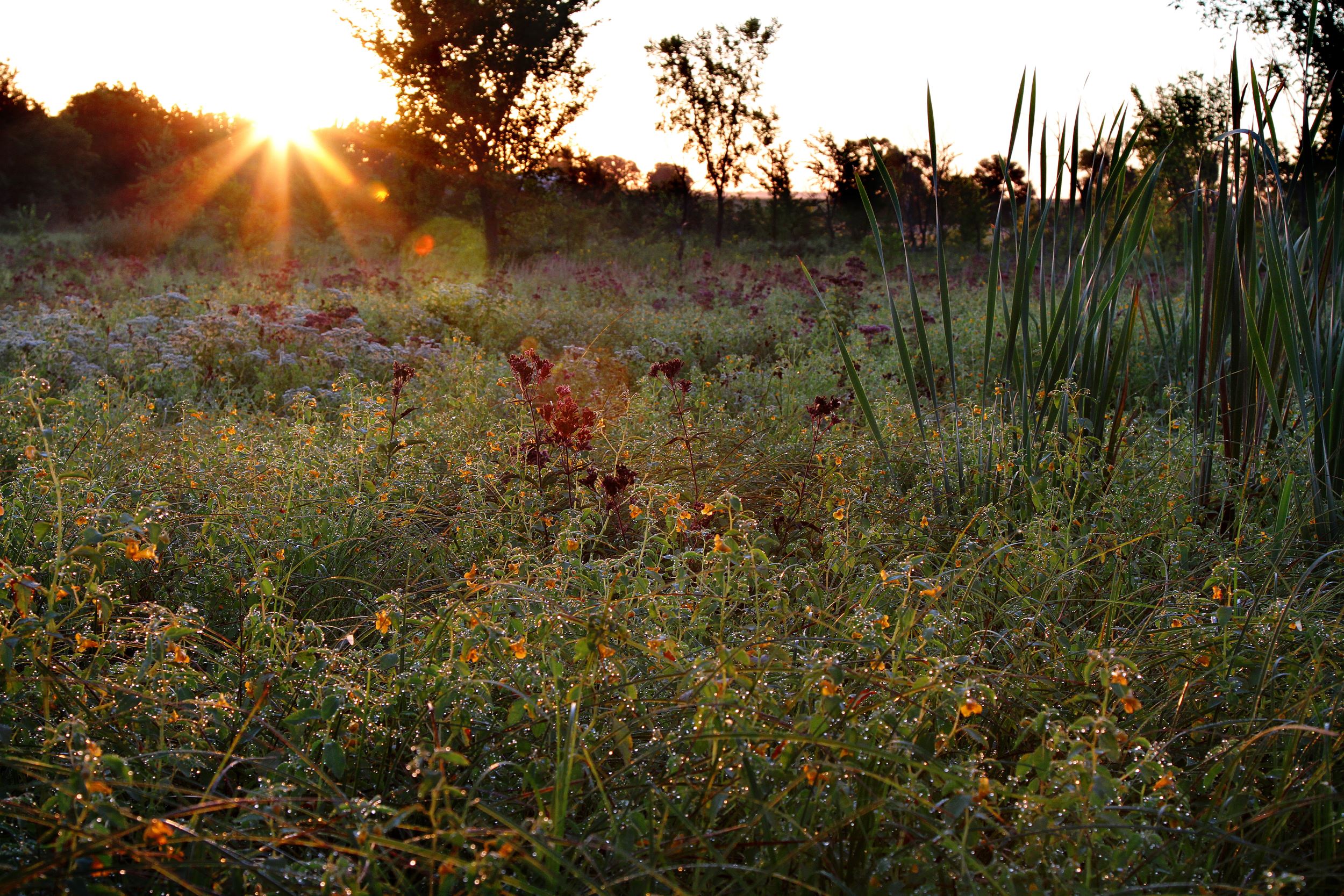 fen at sunrise