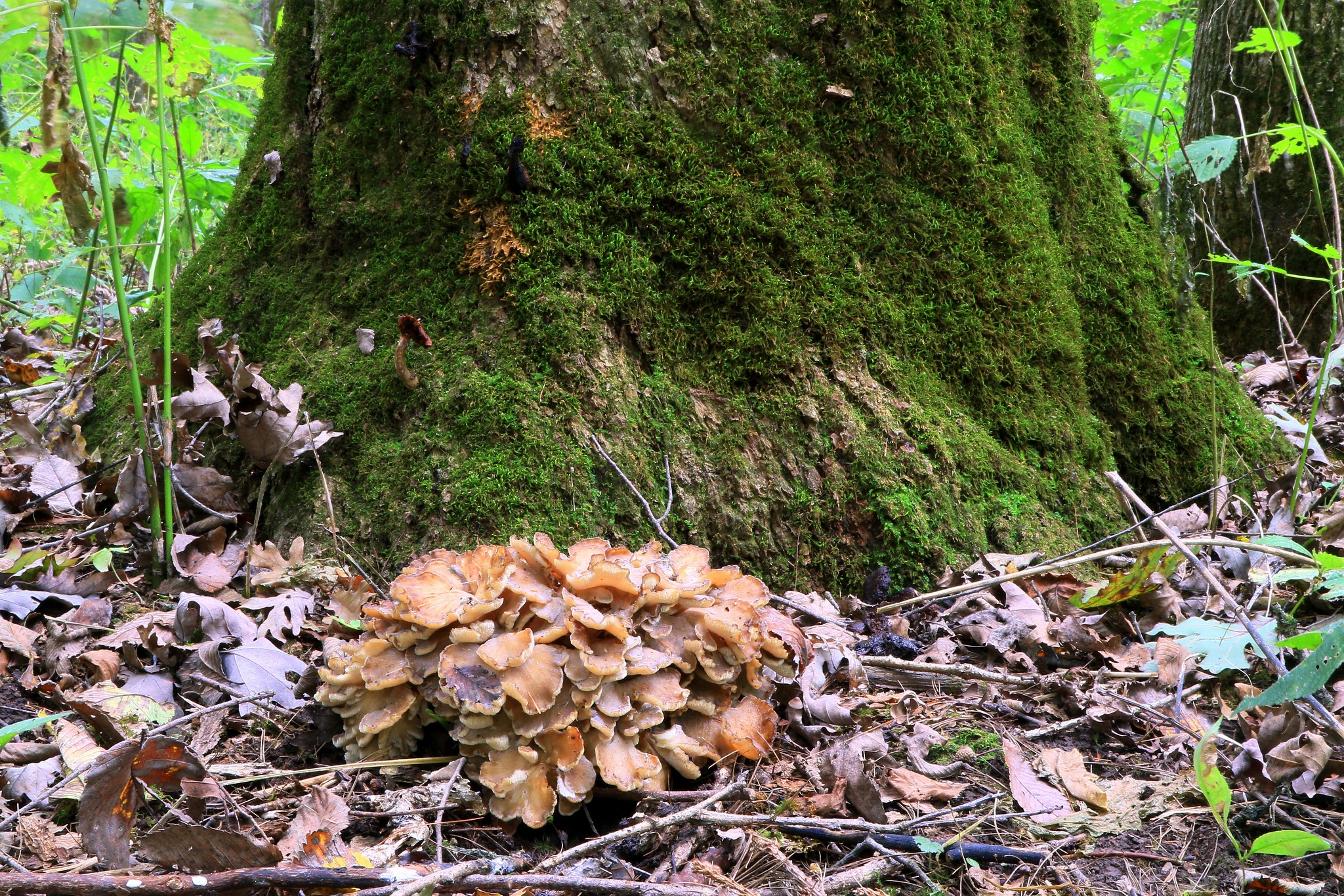 Hen of the woods_Larry reis