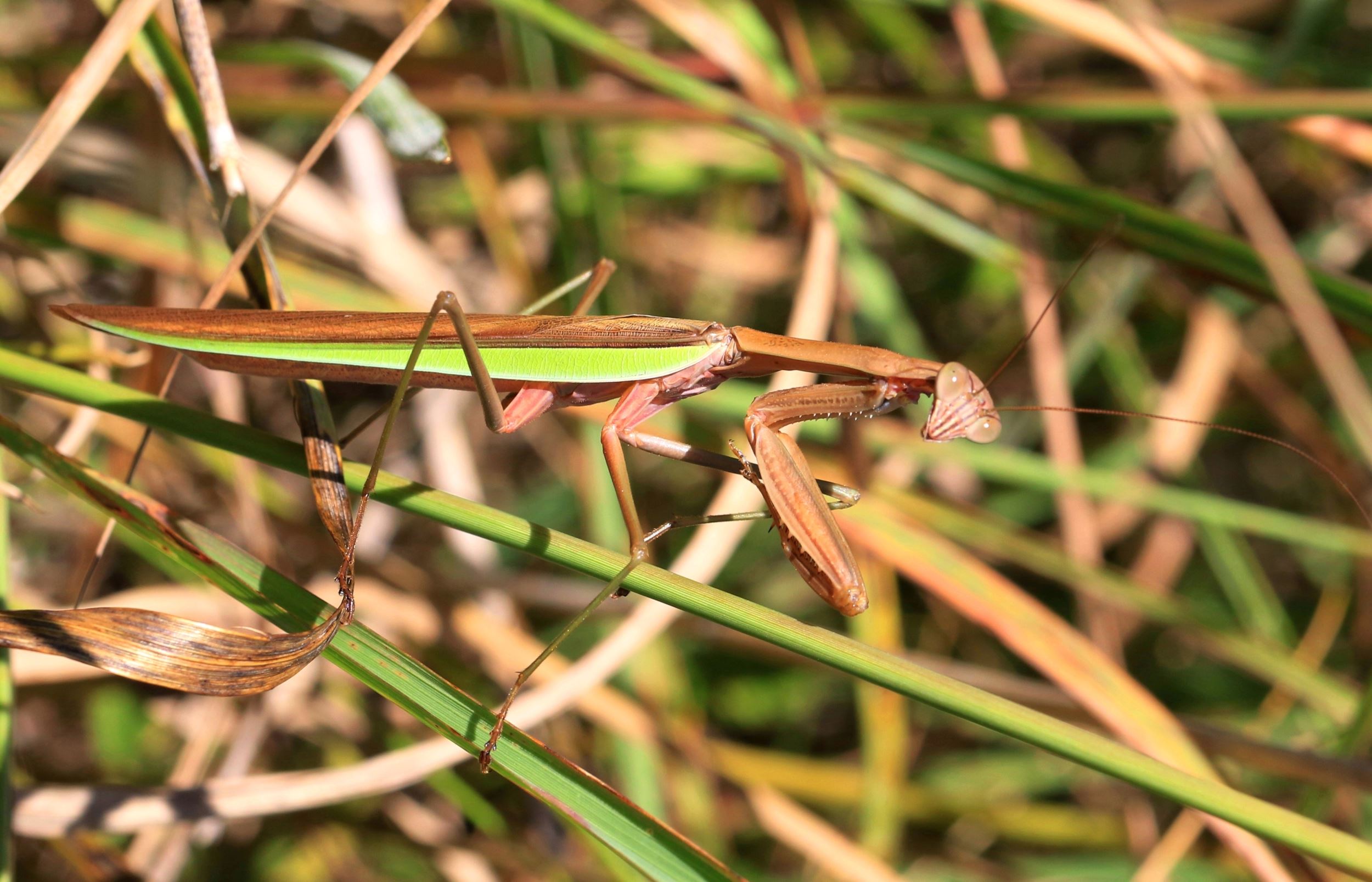 Chinese mantis, Larry Reis
