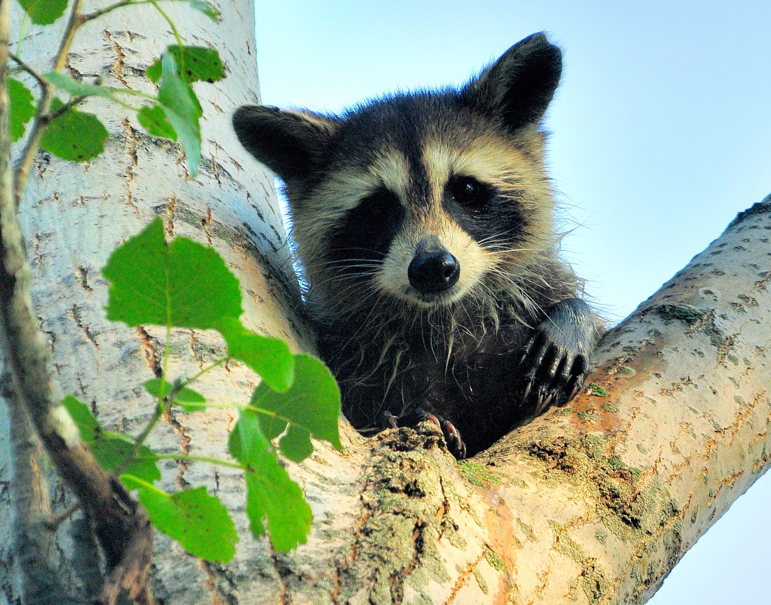 Racoon