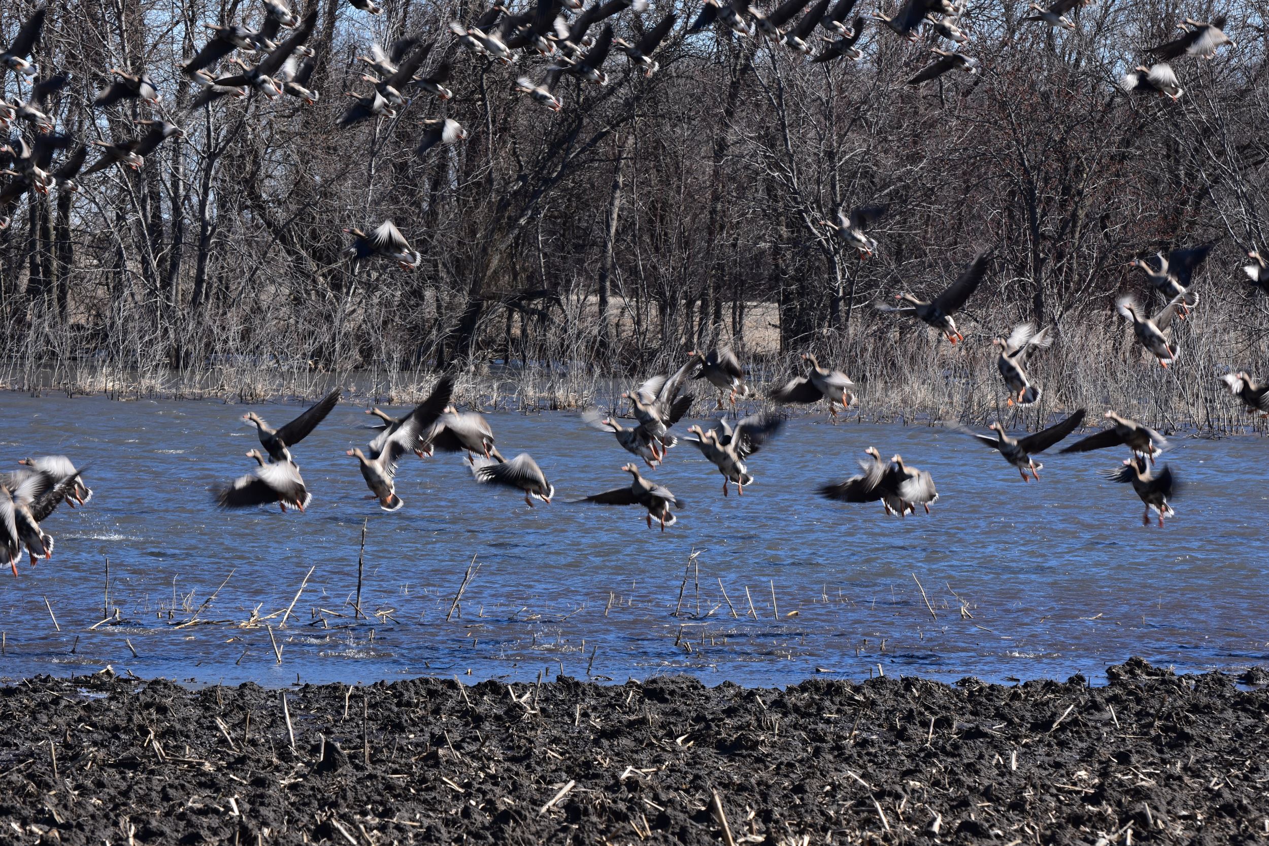 Protection of Prairie Creek ensures water quality benefits for Boone River