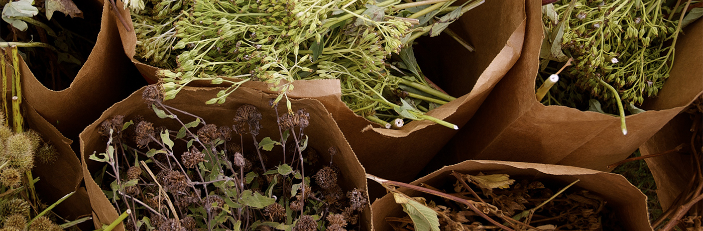 Native Iowa prairie seeds