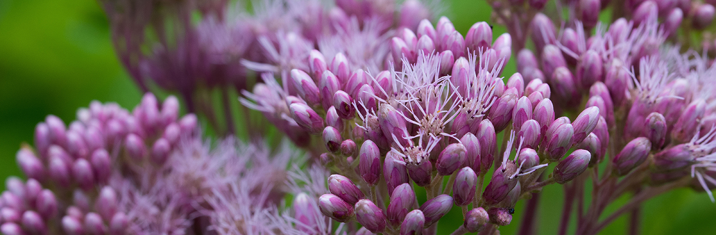 macro photo of joe pye weed