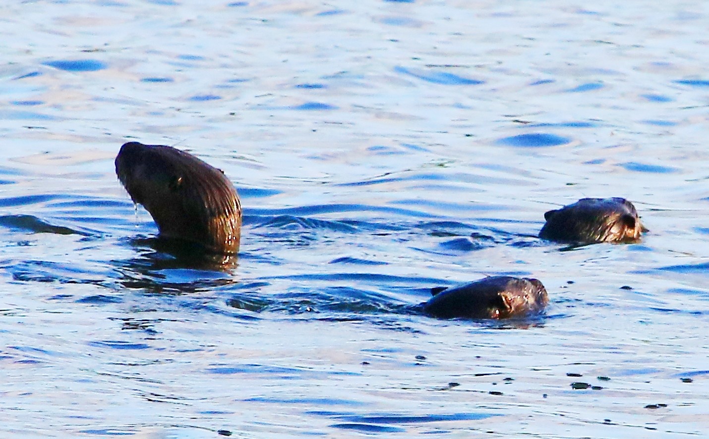 Otters in the water