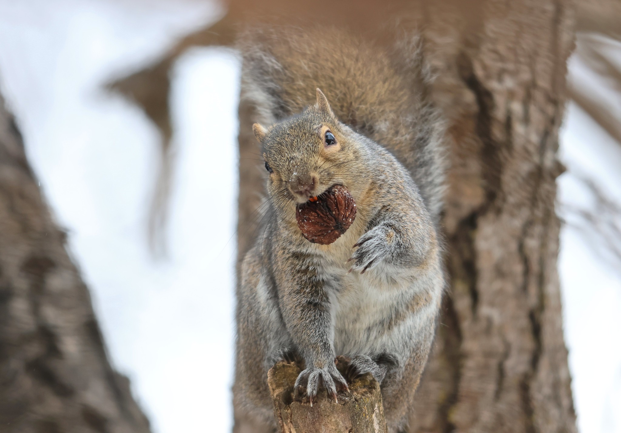 An eastern gray squirrel chews a nut, photo by Larry Reis