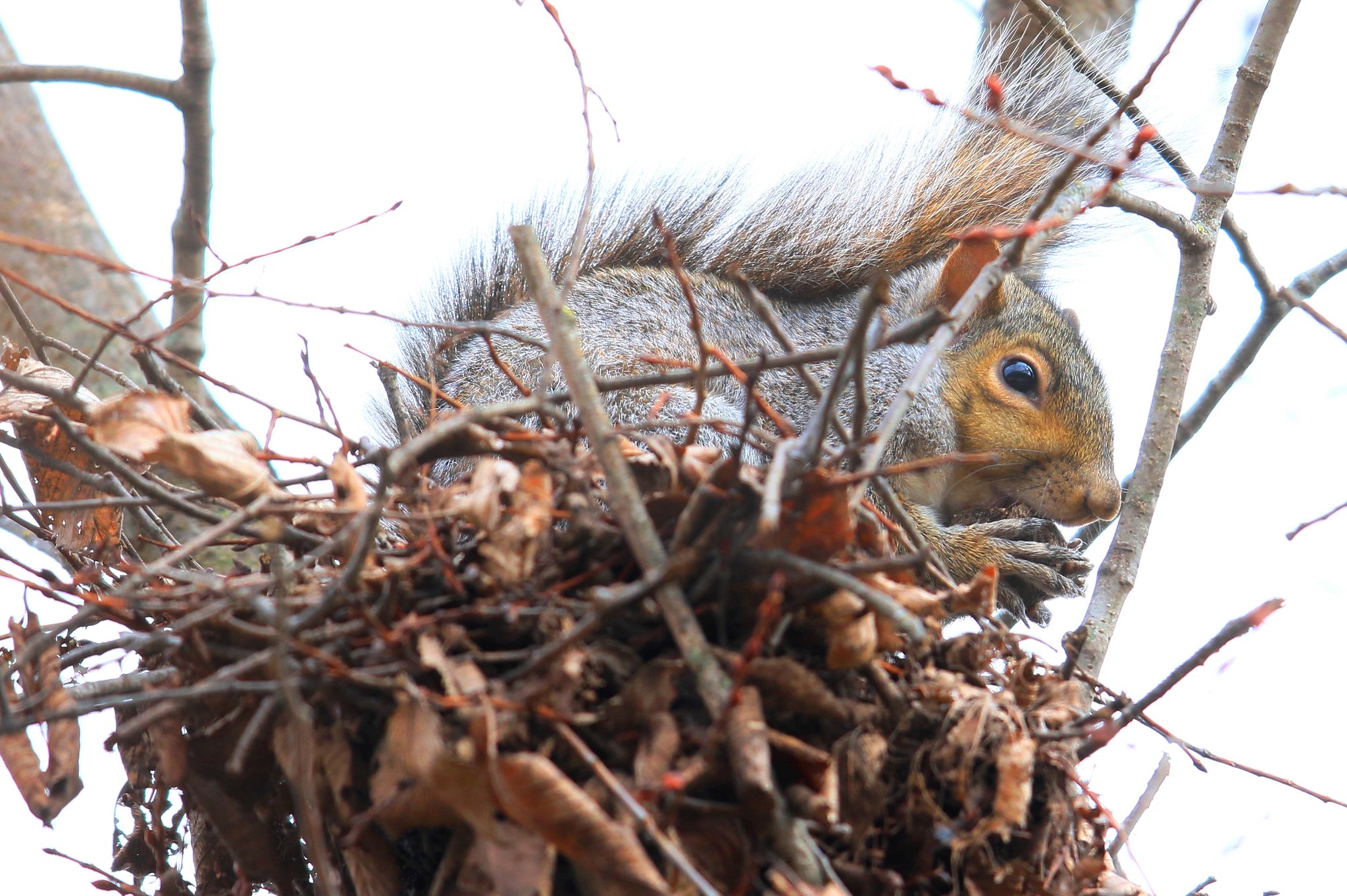 Grey squirrel
