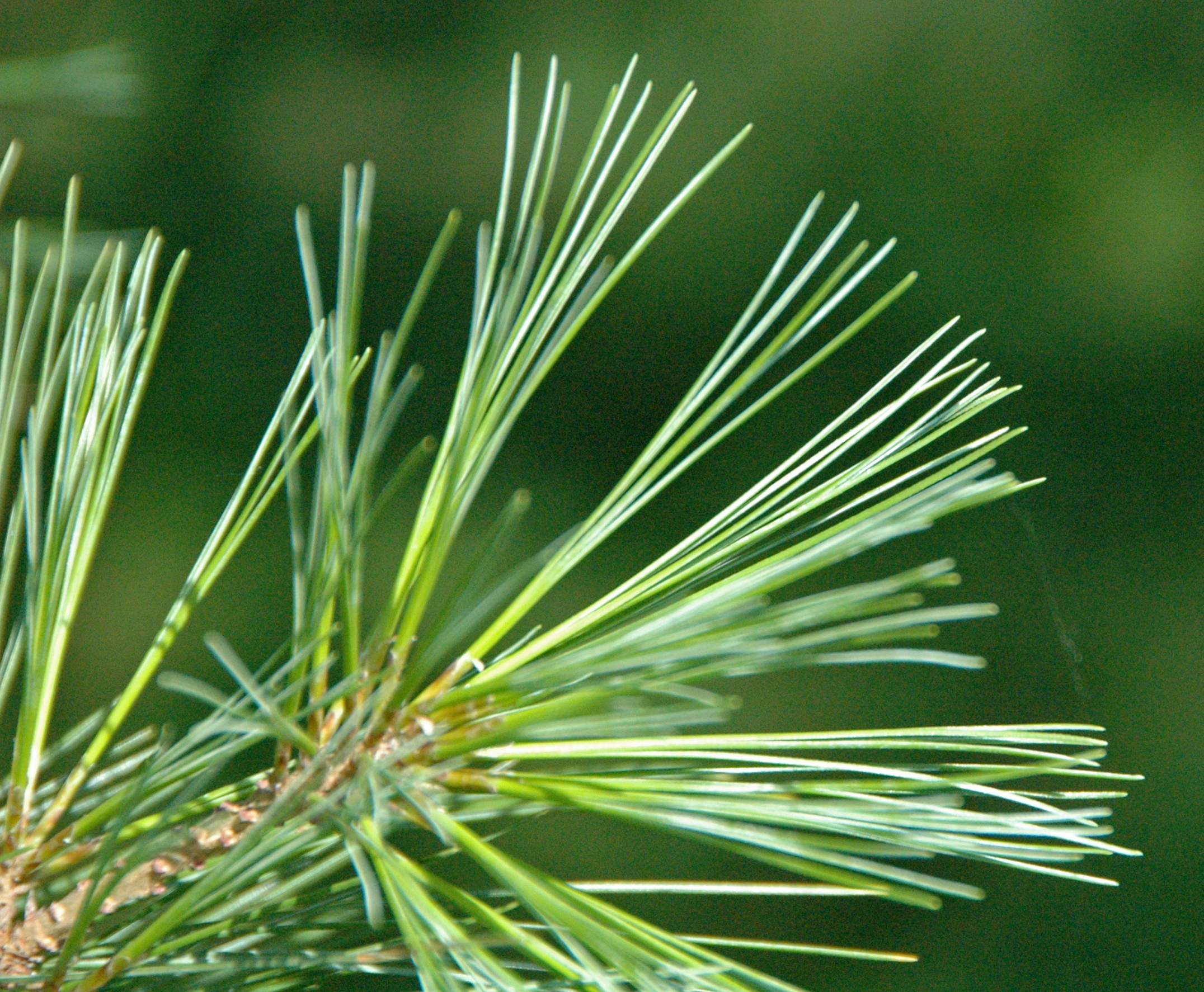 Pine needles