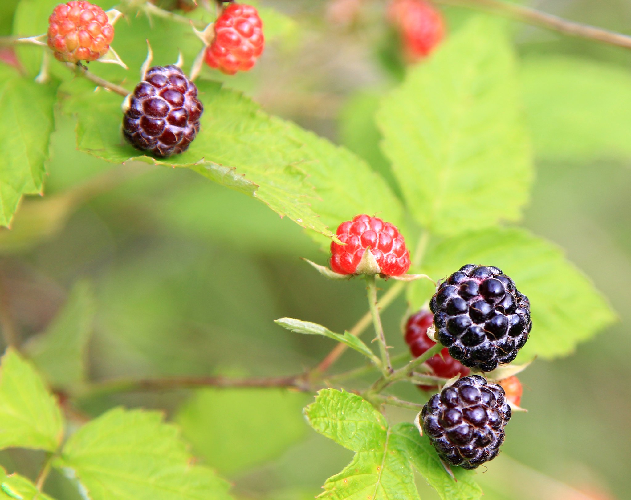 Black raspberry