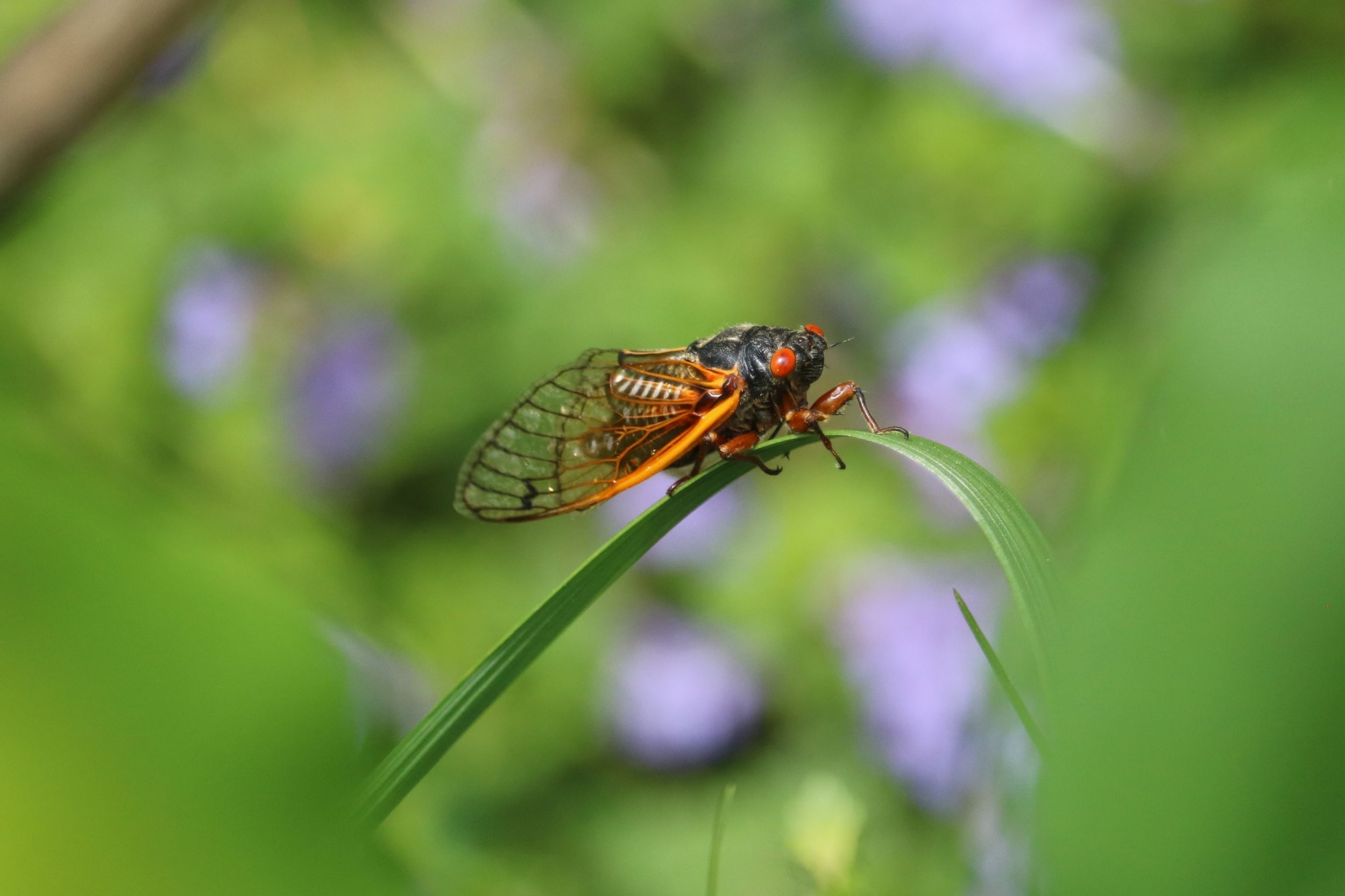 Summer of Cicadas