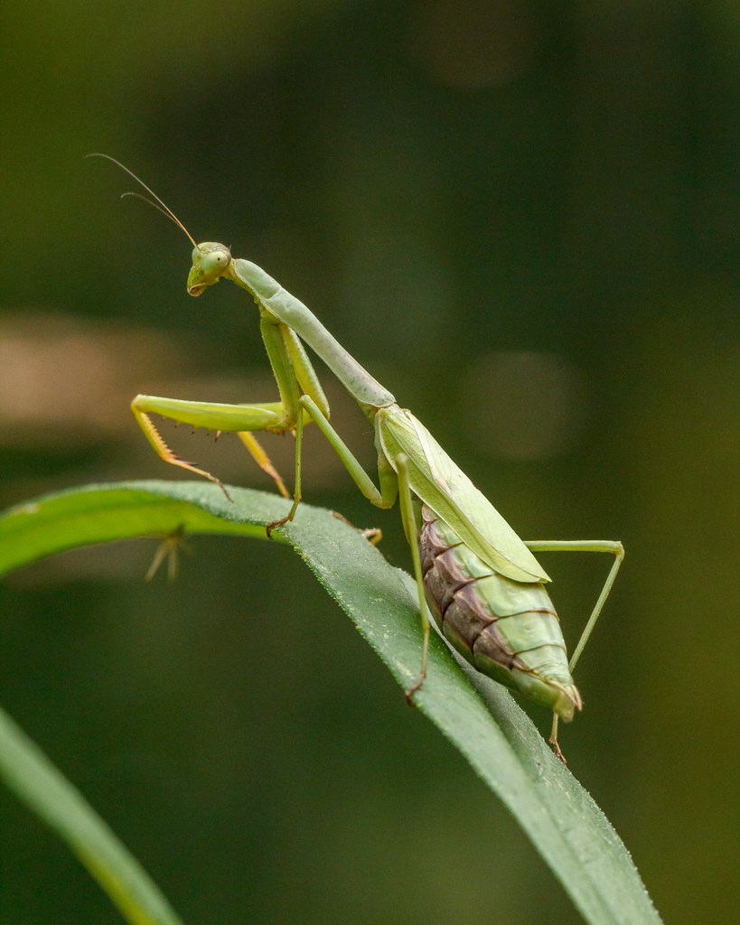 Carolina mantis