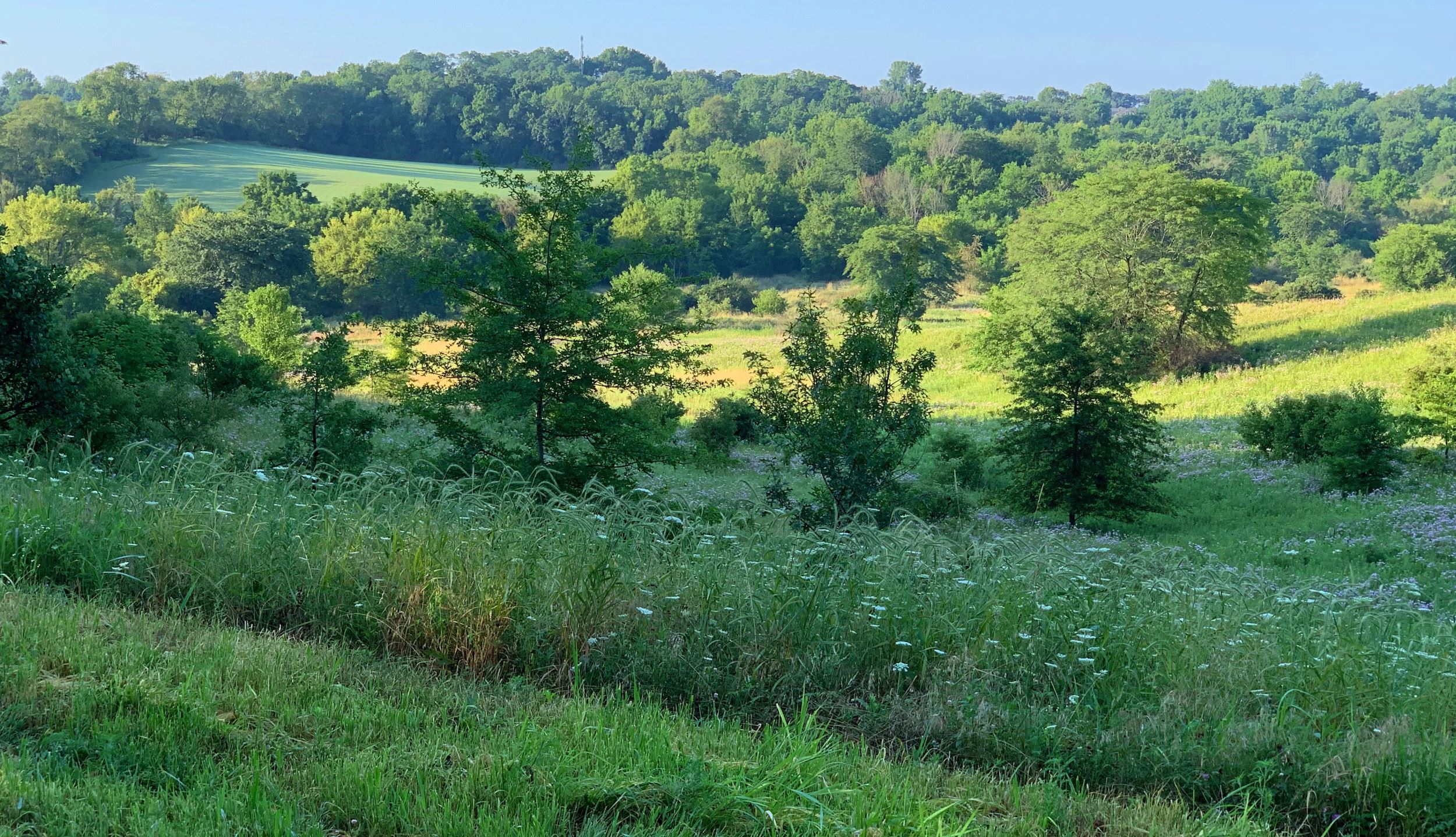 Urban green space