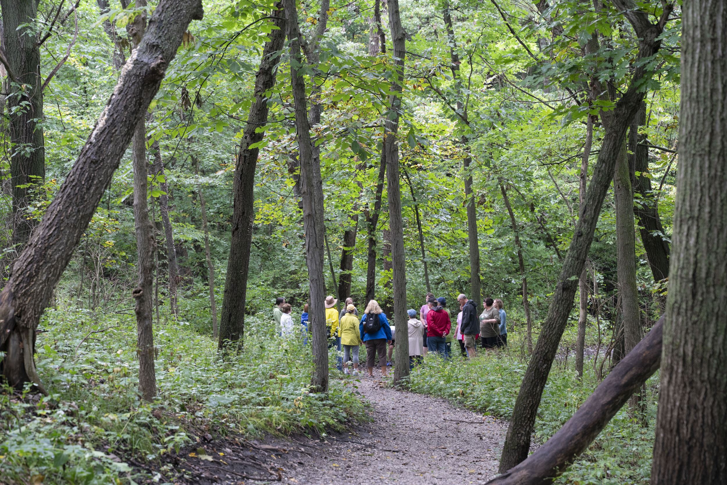 Forest Bathing