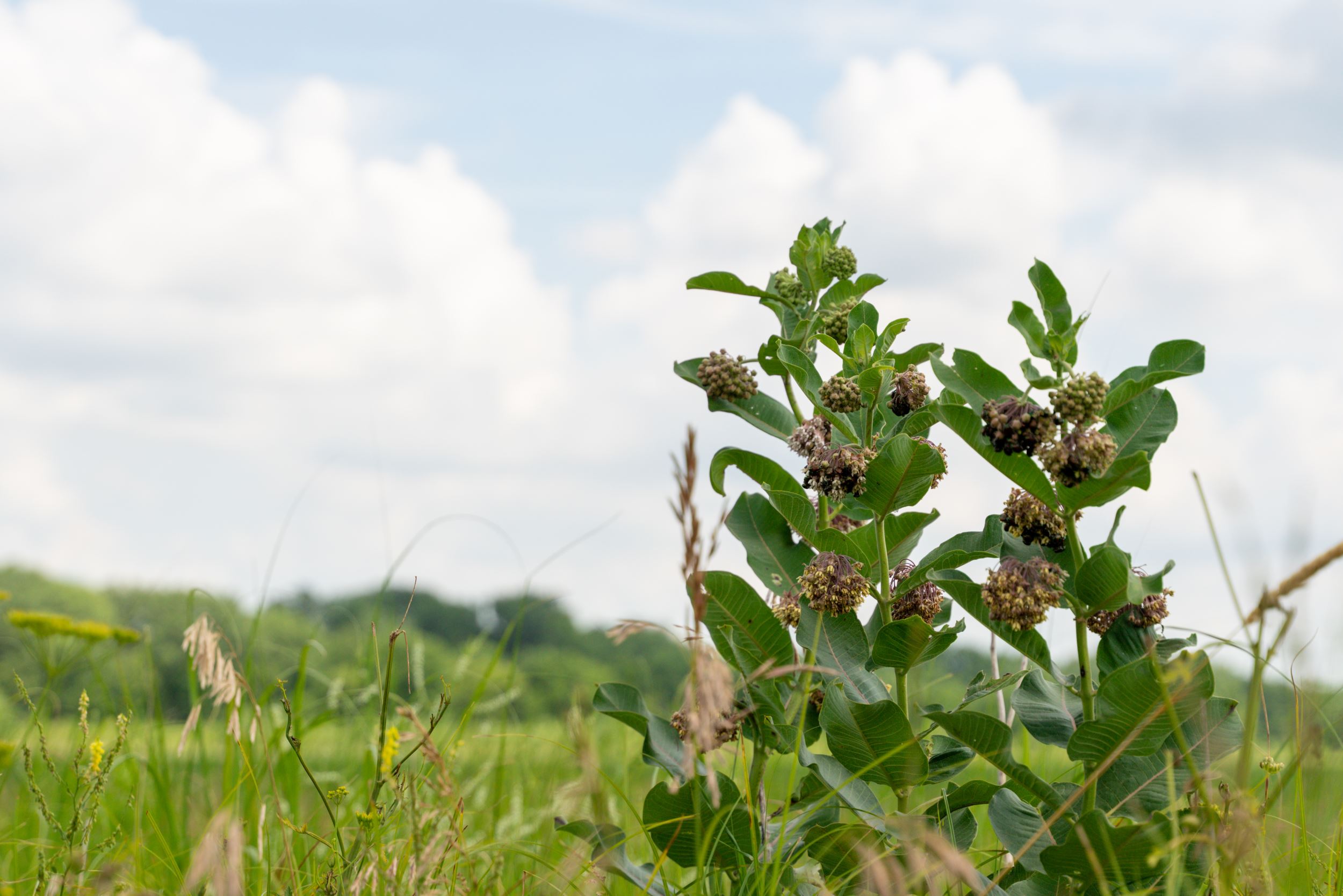 Milkweed