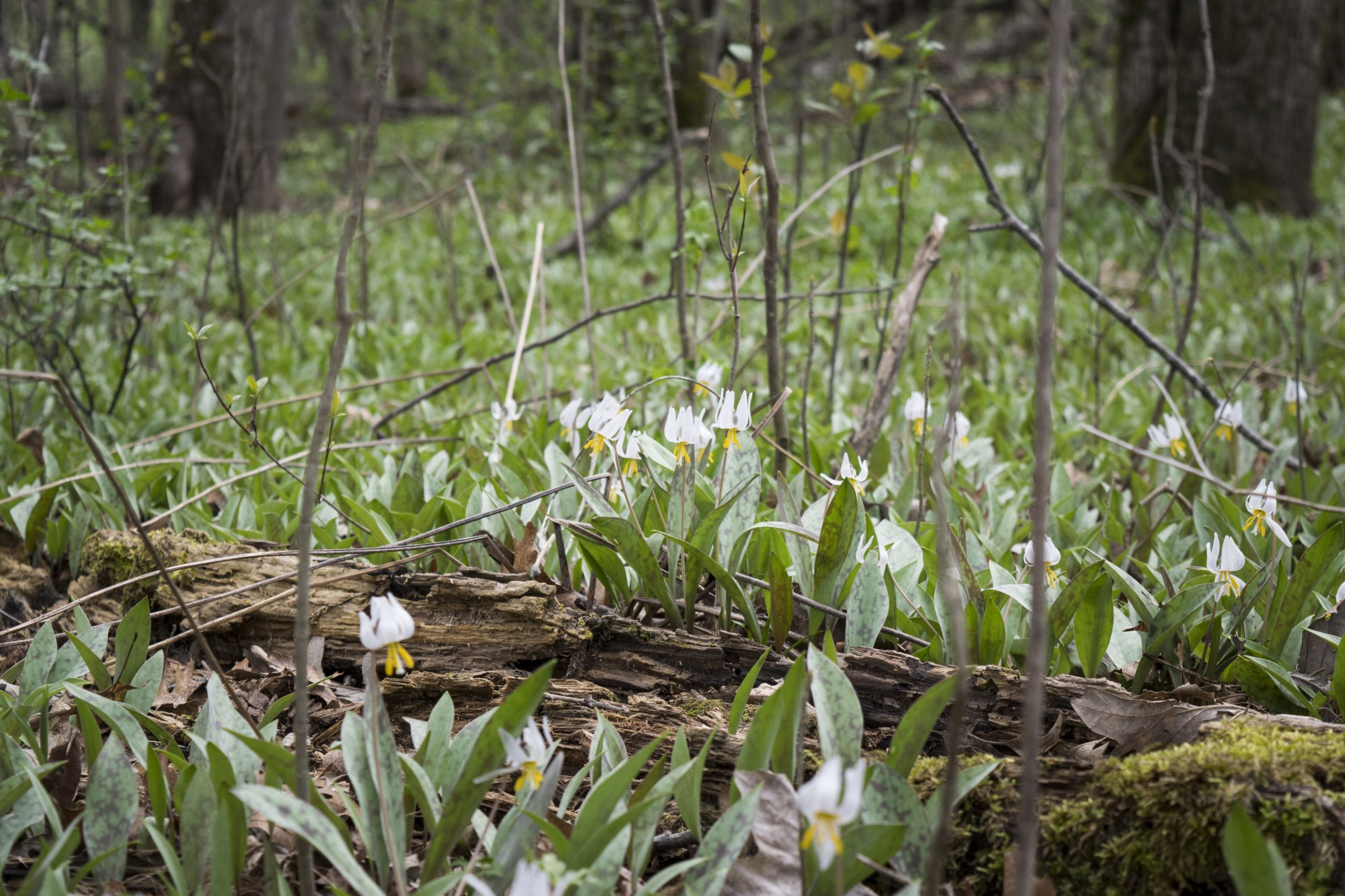 trout lilies