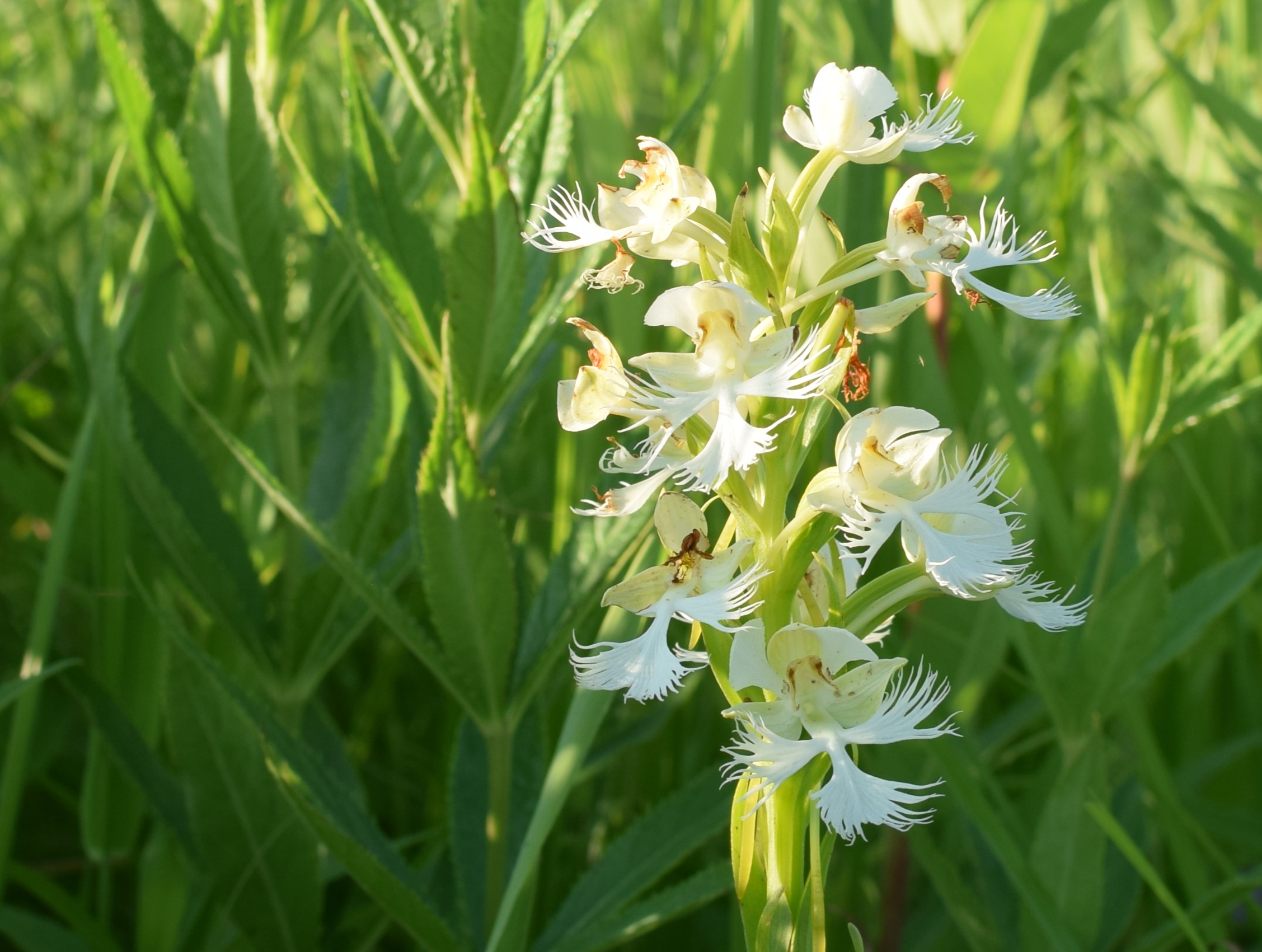 Western prairie fringed orchid