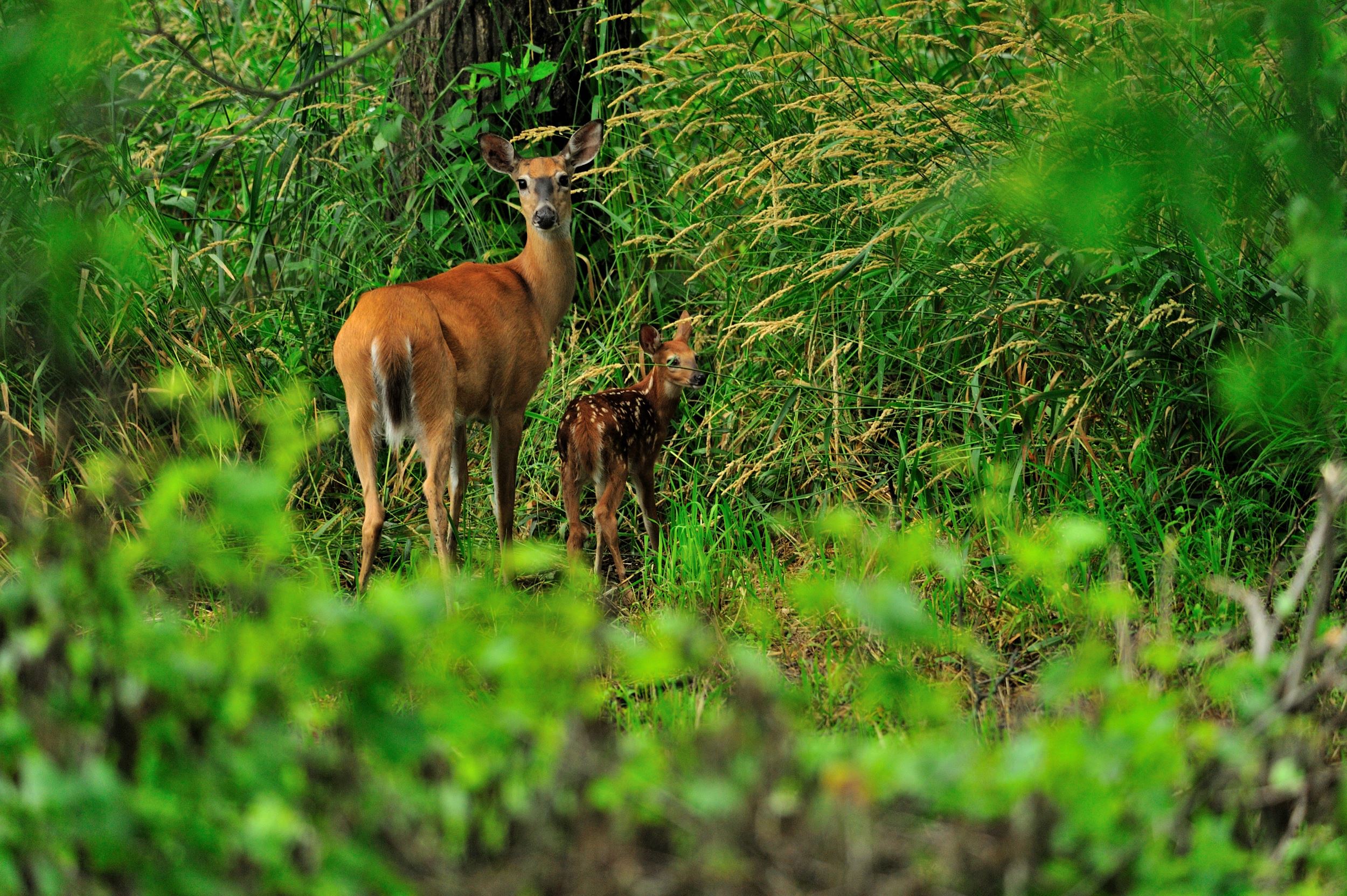 White-tailed deer